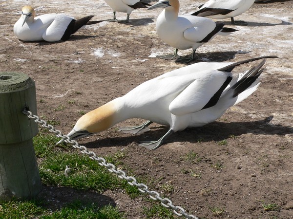 A gannet collecting grass for nest lining.