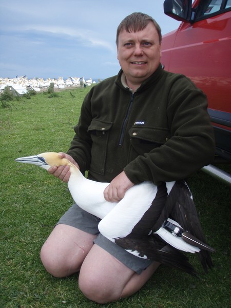 Holding a gannet with a newly attached µGPS taped to a couple of tail feathers.