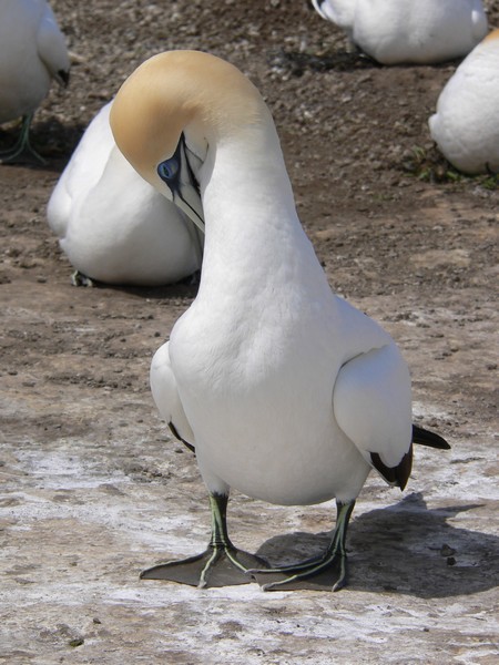 A gannet preening.
