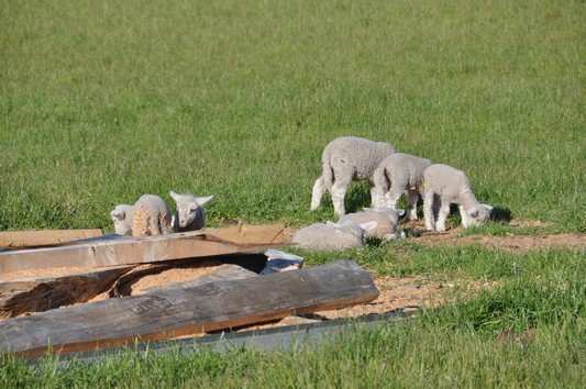 lambs.jpg